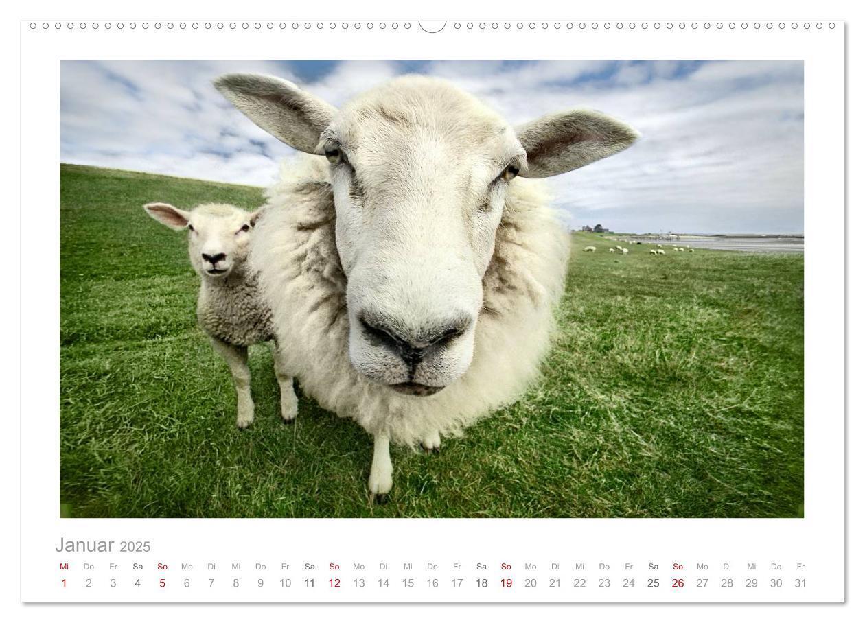 Bild: 9783435644520 | Nordsee Schafe (Wandkalender 2025 DIN A2 quer), CALVENDO...