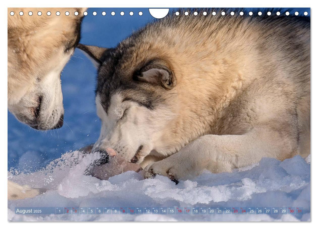 Bild: 9783435214730 | Alaskan Malamute in seinem Element (Wandkalender 2025 DIN A4 quer),...