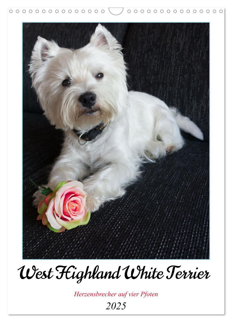 Cover: 9783435887842 | West Highland White Terrier - Herzensbrecher auf vier Pfoten...