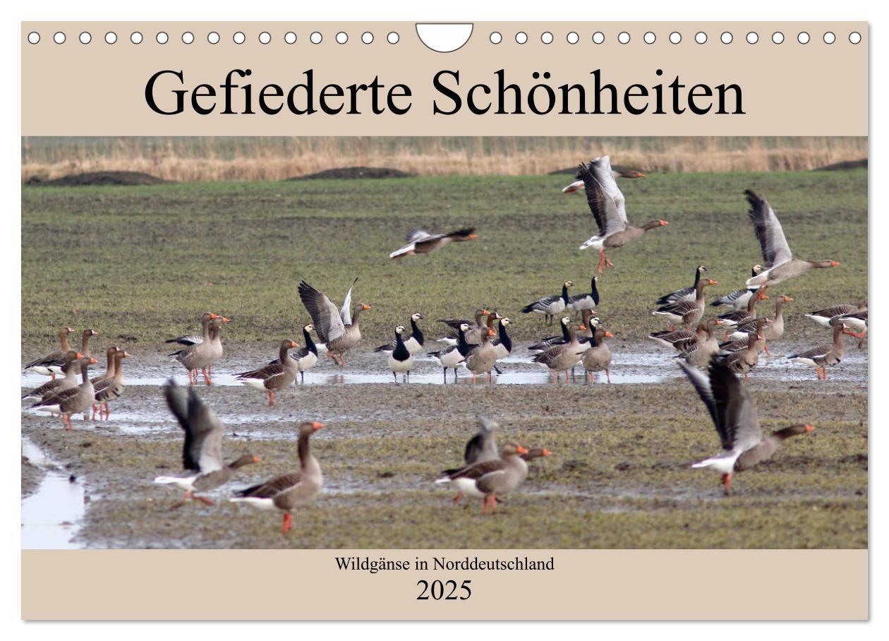 Cover: 9783435377060 | Gefiederte Schönheiten - Wildgänse in Norddeutschland (Wandkalender...