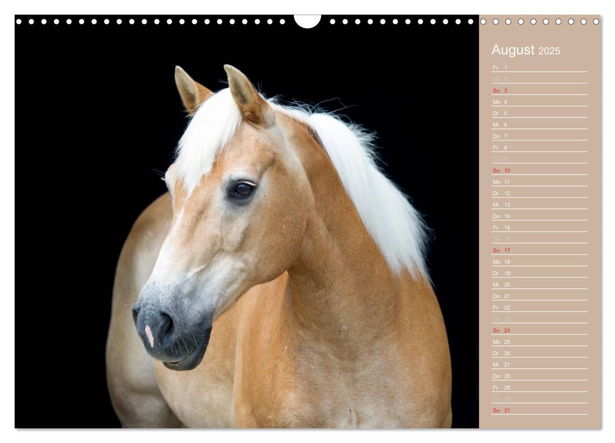 Bild: 9783435742905 | Haflinger / Geburtstagskalender (Wandkalender 2025 DIN A3 quer),...