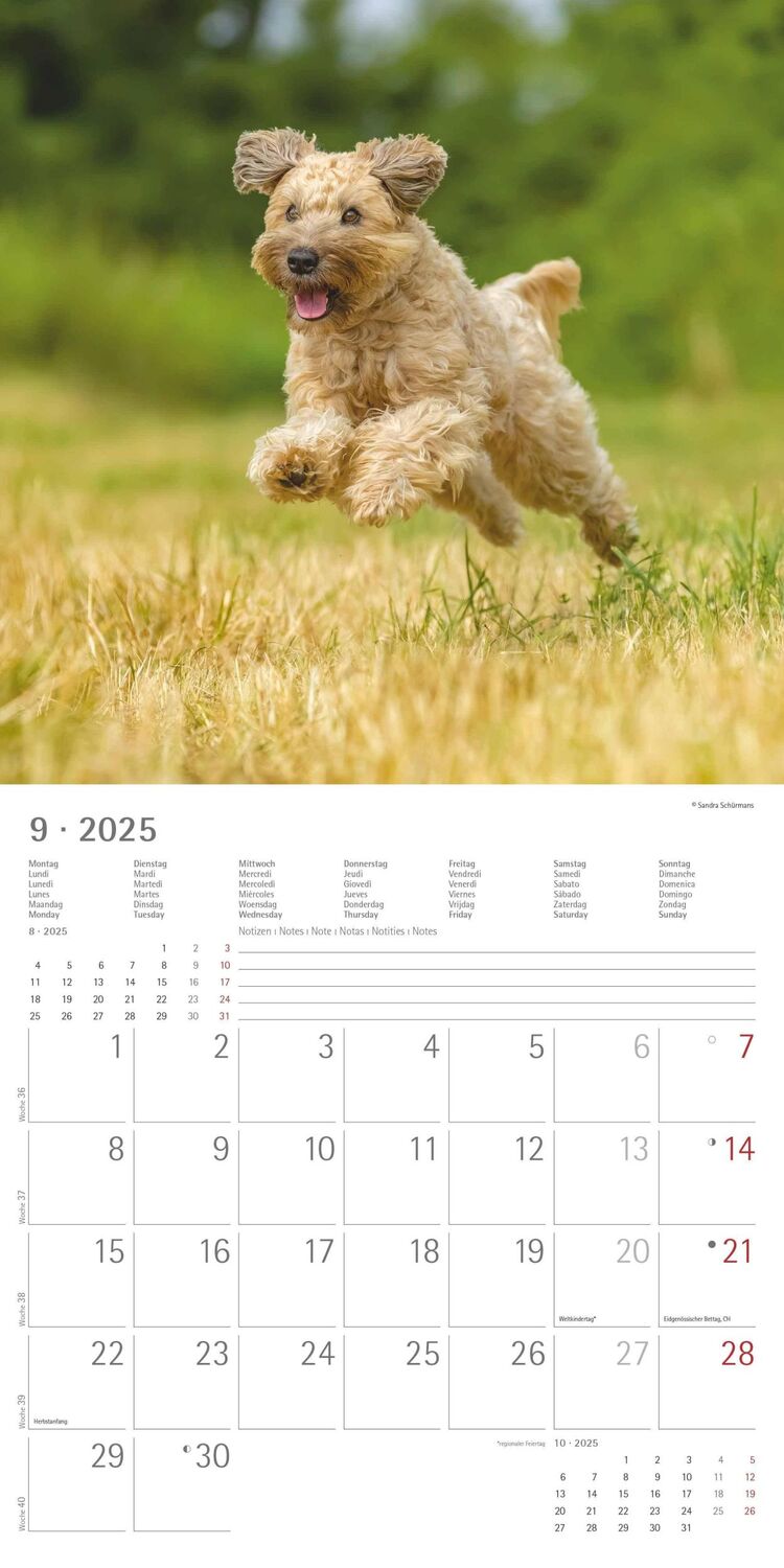 Bild: 4251732340650 | Hunde 2025 - Broschürenkalender 30x30 cm (30x60 geöffnet) -...