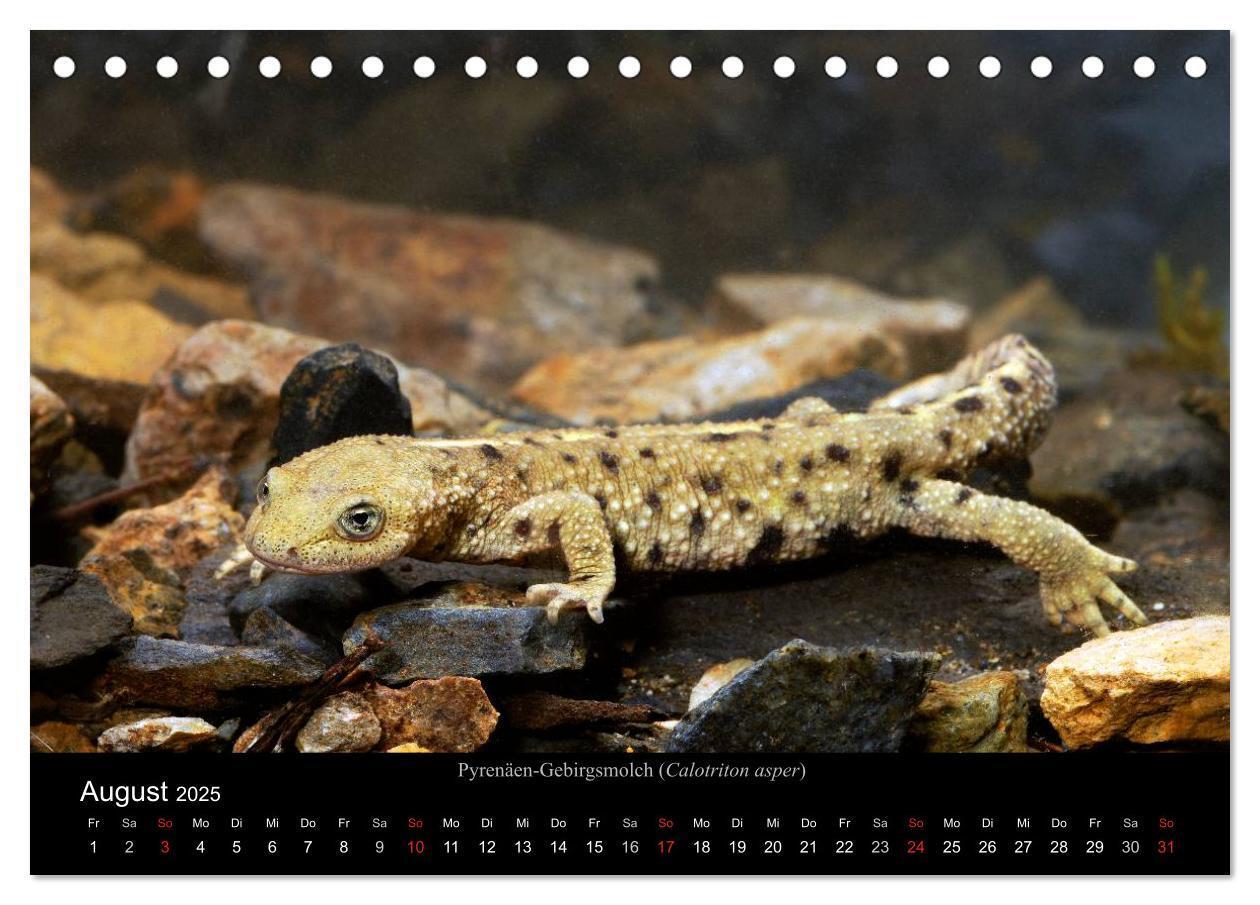 Bild: 9783435771431 | Salamander und Molche (Tischkalender 2025 DIN A5 quer), CALVENDO...