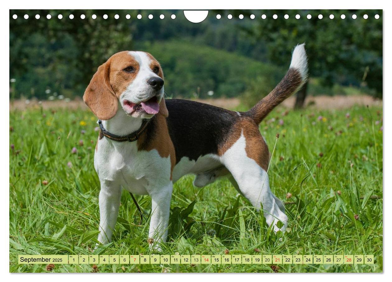 Bild: 9783435575800 | Beagle - Herz auf 4 Pfoten (Wandkalender 2025 DIN A4 quer),...