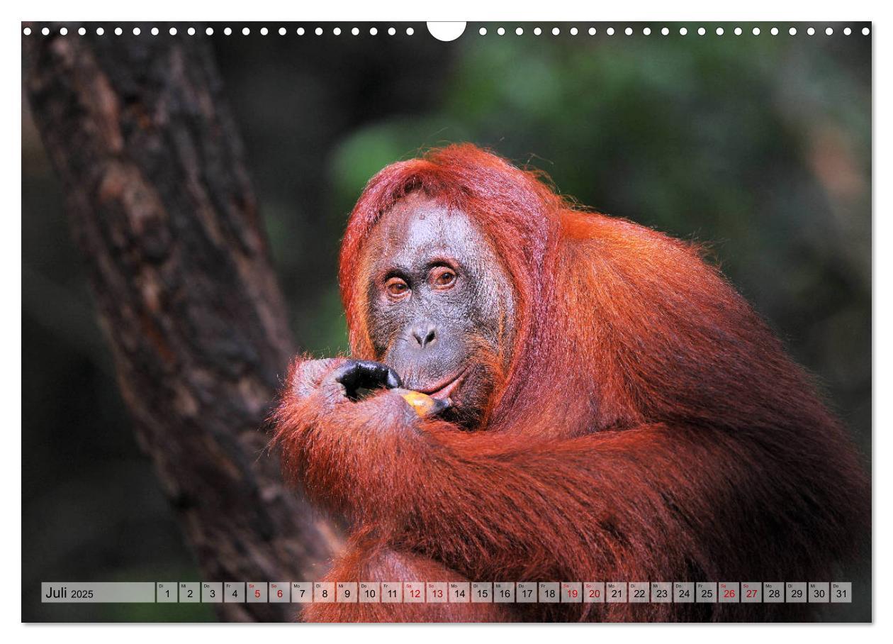 Bild: 9783435227655 | Orang Utans: Zu Besuch im Regenwald (Wandkalender 2025 DIN A3...