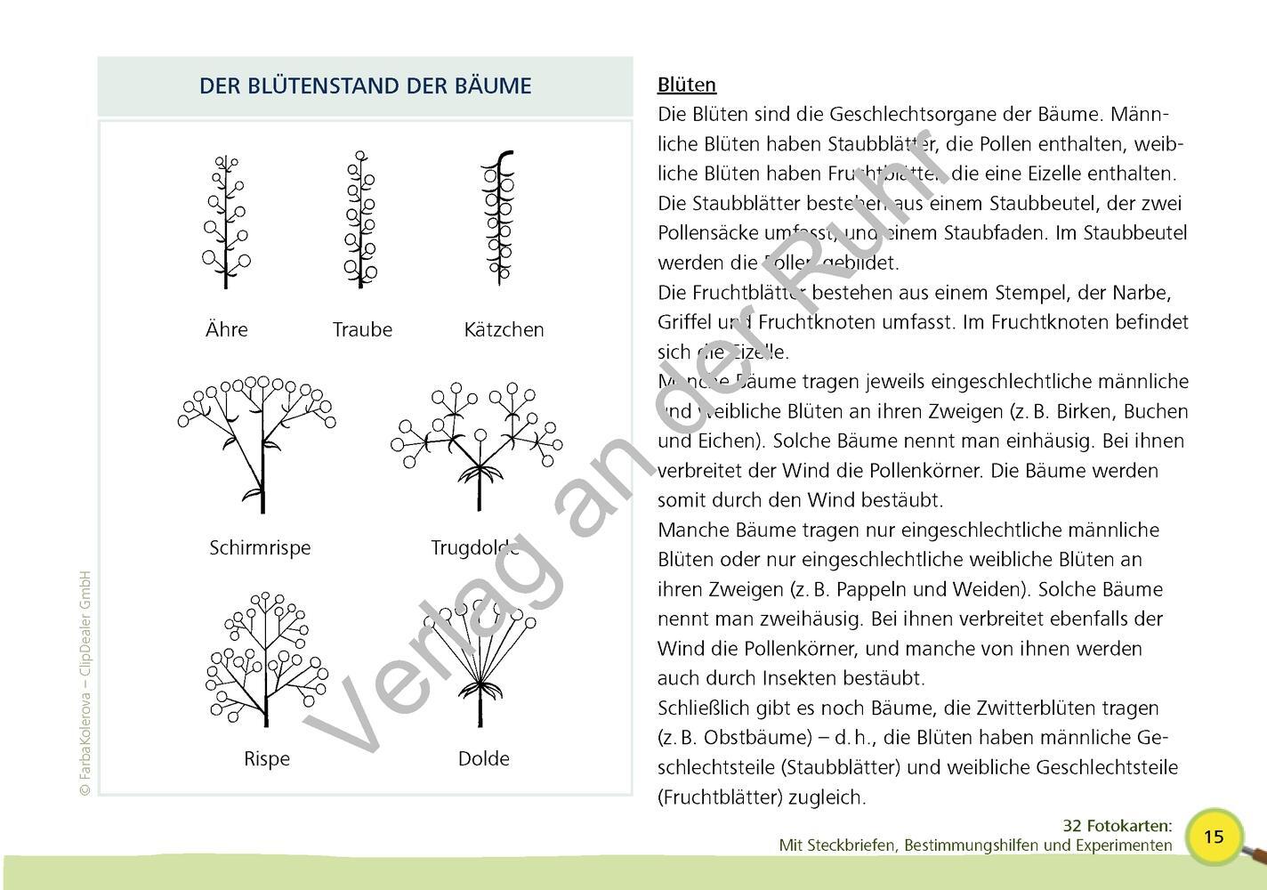 Bild: 9783834662101 | Paket: Heimische Bäume | Corinna Weinert (u. a.) | Taschenbuch | 2022