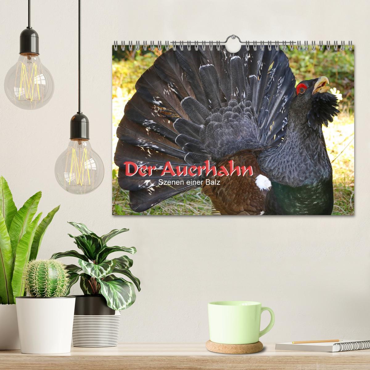 Bild: 9783435338924 | Der Auerhahn - Szenen einer Balz (Wandkalender 2025 DIN A4 quer),...