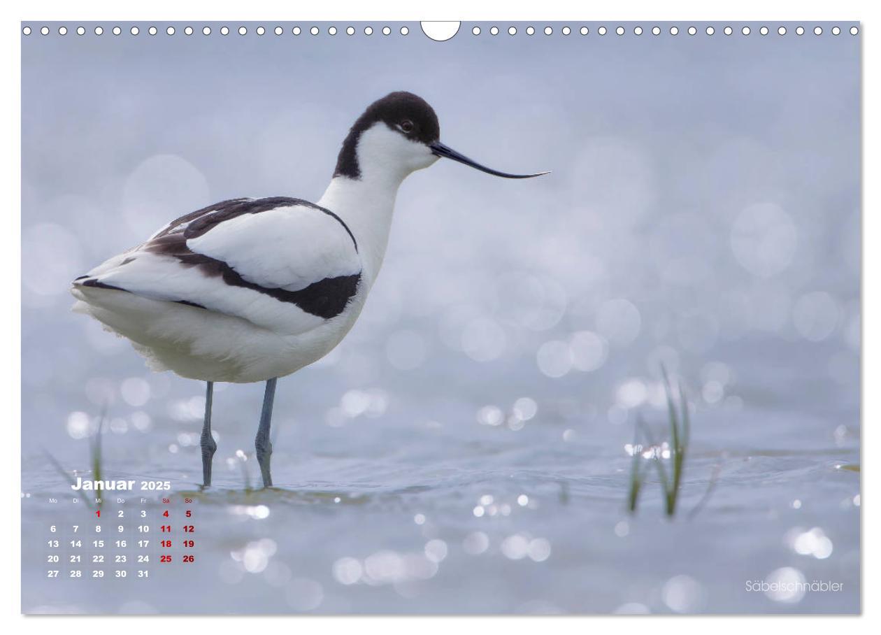 Bild: 9783435379859 | Wattvögel an der Friesischen IJsselmeerküste (Wandkalender 2025 DIN...