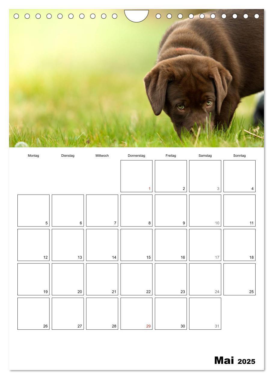 Bild: 9783457010310 | Labrador Welpe - Seelenhund (Wandkalender 2025 DIN A4 hoch),...