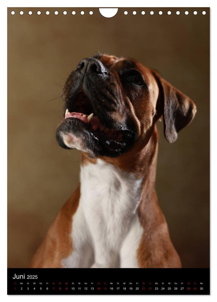 Bild: 9783457000533 | Boxer - Charmante Charakterköpfe (Wandkalender 2025 DIN A4 hoch),...