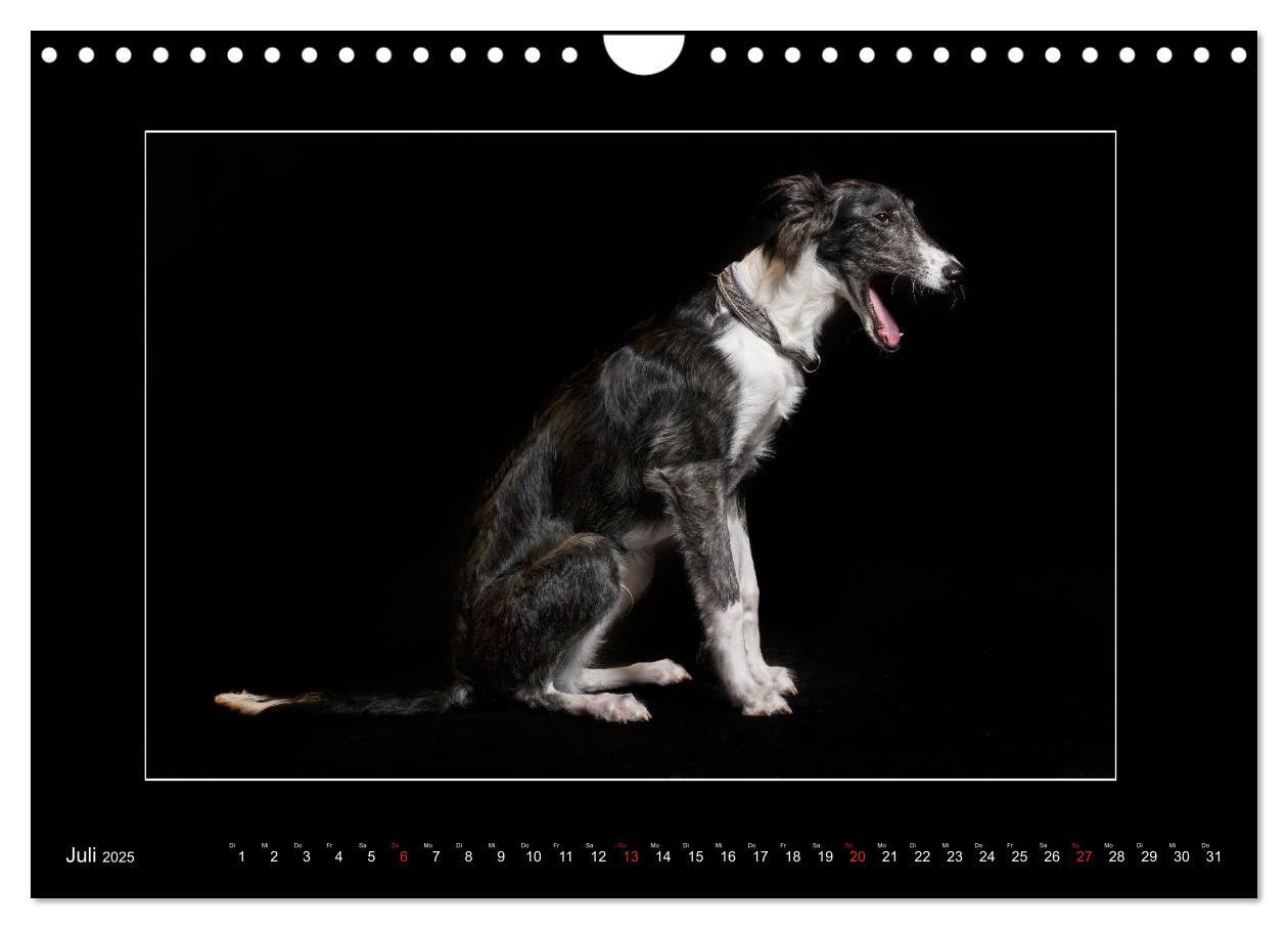 Bild: 9783435177707 | Windhunde - Schnelle Schönheiten (Wandkalender 2025 DIN A4 quer),...