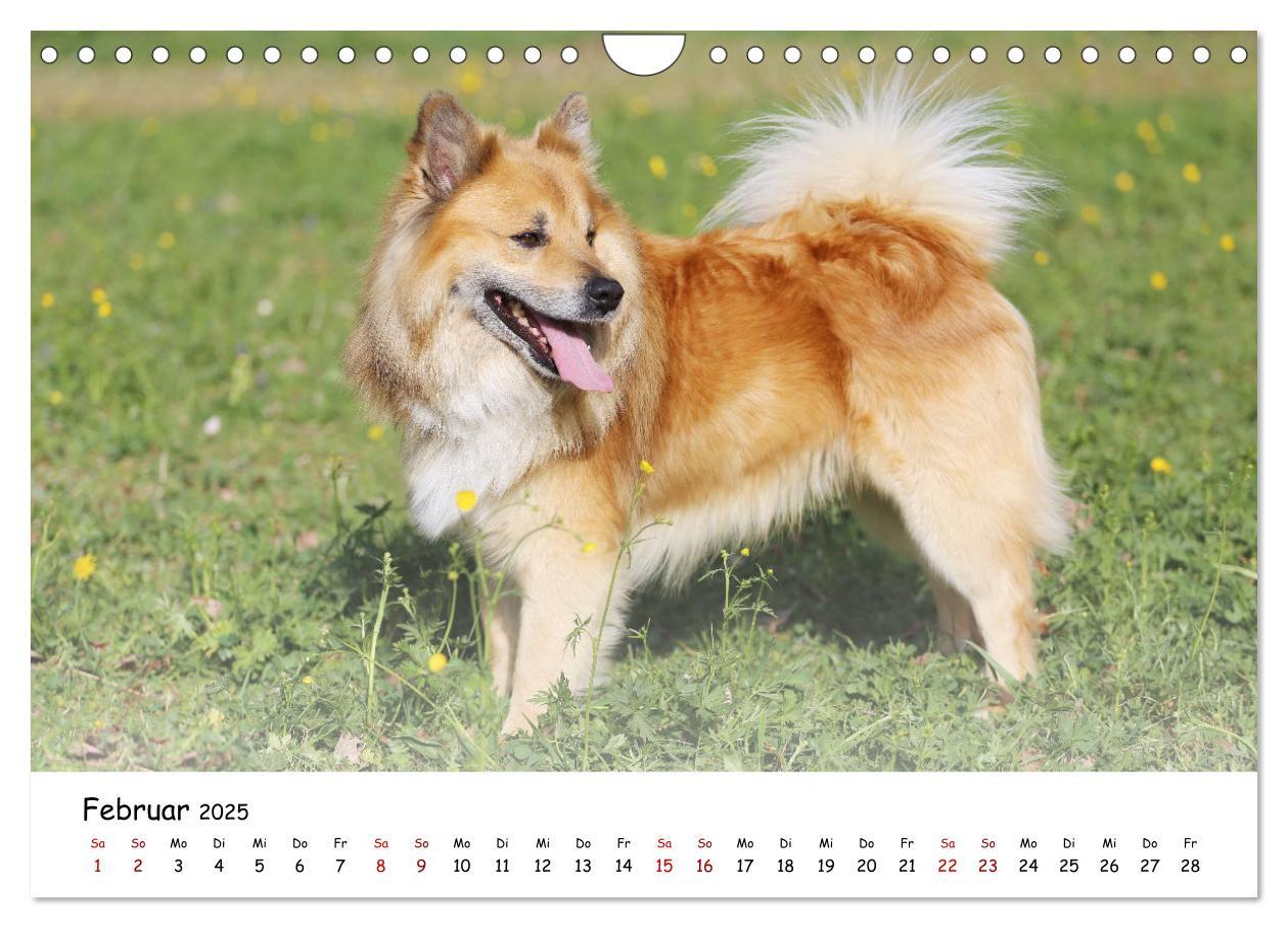 Bild: 9783383973161 | Islandhunde (Wandkalender 2025 DIN A4 quer), CALVENDO Monatskalender