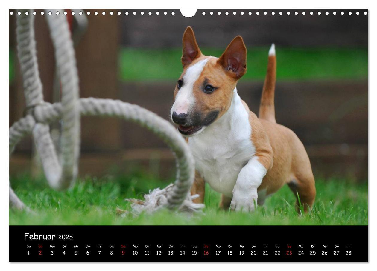 Bild: 9783435768462 | Bullterrier (Wandkalender 2025 DIN A3 quer), CALVENDO Monatskalender