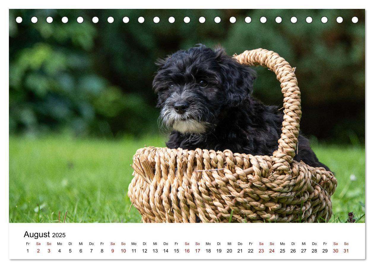 Bild: 9783435037353 | Maltipoo Welpen (Tischkalender 2025 DIN A5 quer), CALVENDO...