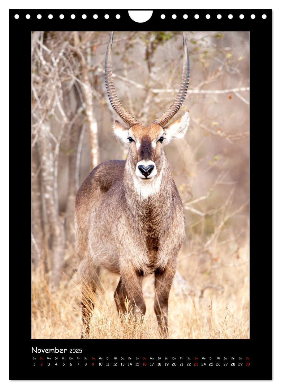 Bild: 9783457029428 | Südafrika und seine Tierwelt (Wandkalender 2025 DIN A4 hoch),...