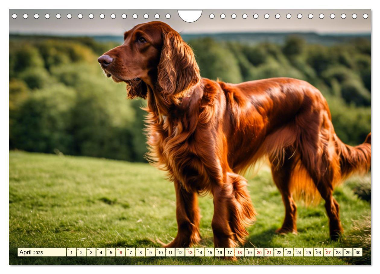 Bild: 9783435010844 | Irish Setter - Anmut pur (Wandkalender 2025 DIN A4 quer), CALVENDO...