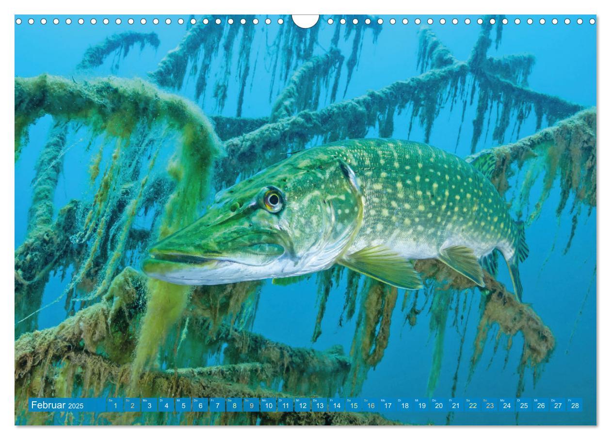 Bild: 9783383889219 | Fische in Teichen und Flüssen (Wandkalender 2025 DIN A3 quer),...