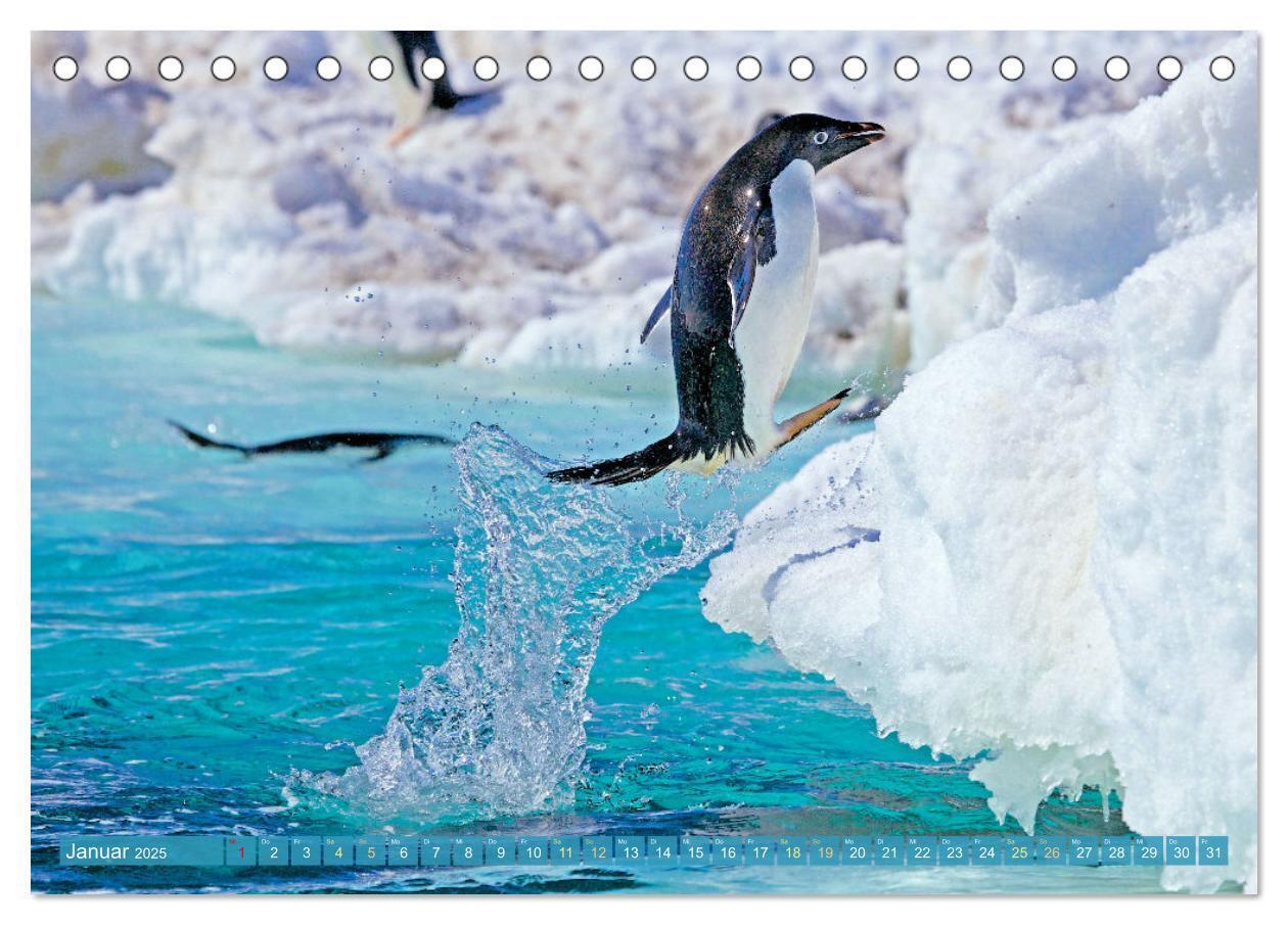 Bild: 9783457198018 | Pinguine: Gehupft wie gesprungen (Tischkalender 2025 DIN A5 quer),...