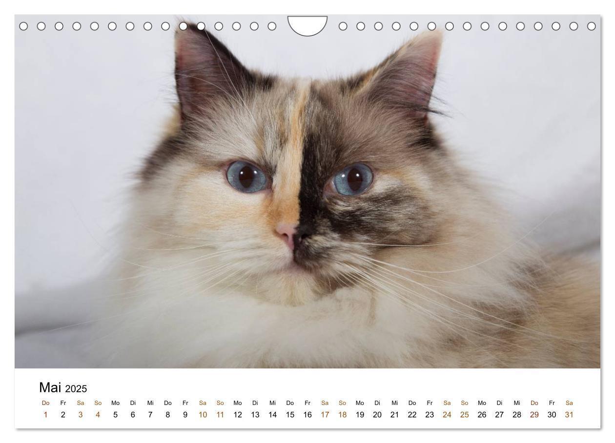 Bild: 9783435754328 | Ragdolls (Wandkalender 2025 DIN A4 quer), CALVENDO Monatskalender