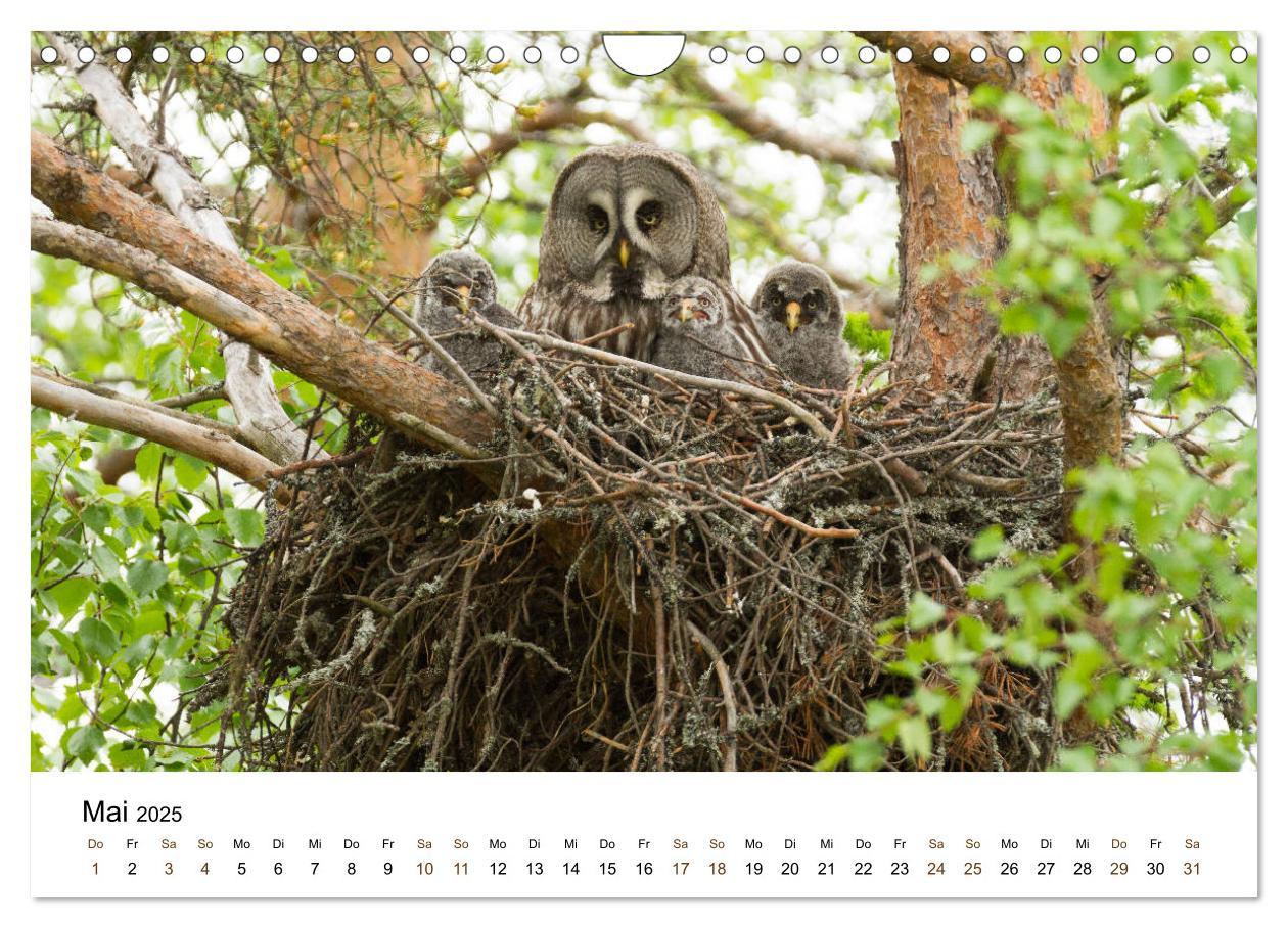 Bild: 9783435354986 | Finnland: eine tierische Entdeckungsreise (Wandkalender 2025 DIN A4...