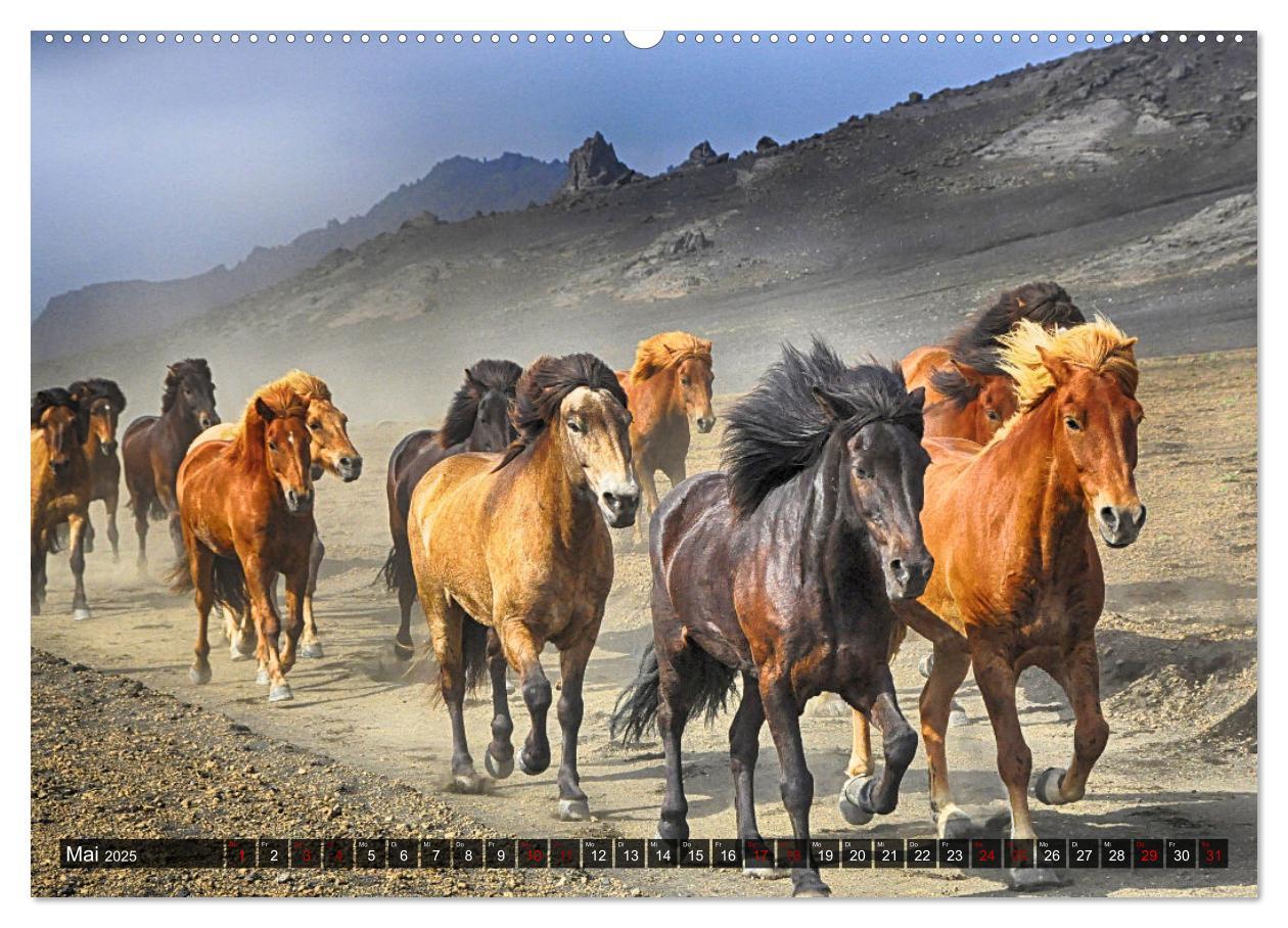 Bild: 9783383922107 | Pferde - wild und ungezähmt (Wandkalender 2025 DIN A2 quer),...