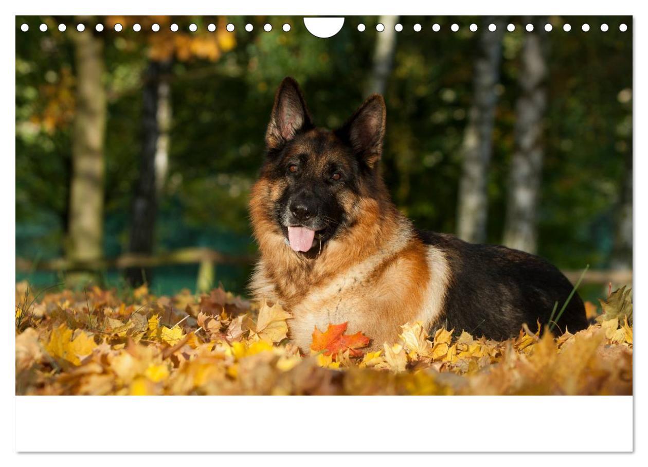 Bild: 9783435495931 | Schäferhunde Seelenhunde (Wandkalender 2025 DIN A4 quer), CALVENDO...