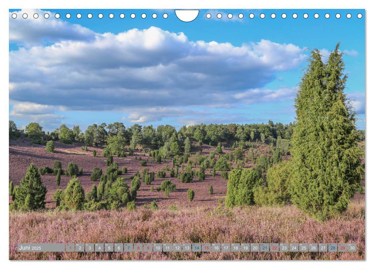 Bild: 9783435458776 | Lüneburger Heide - Faszinierend schön (Wandkalender 2025 DIN A4...