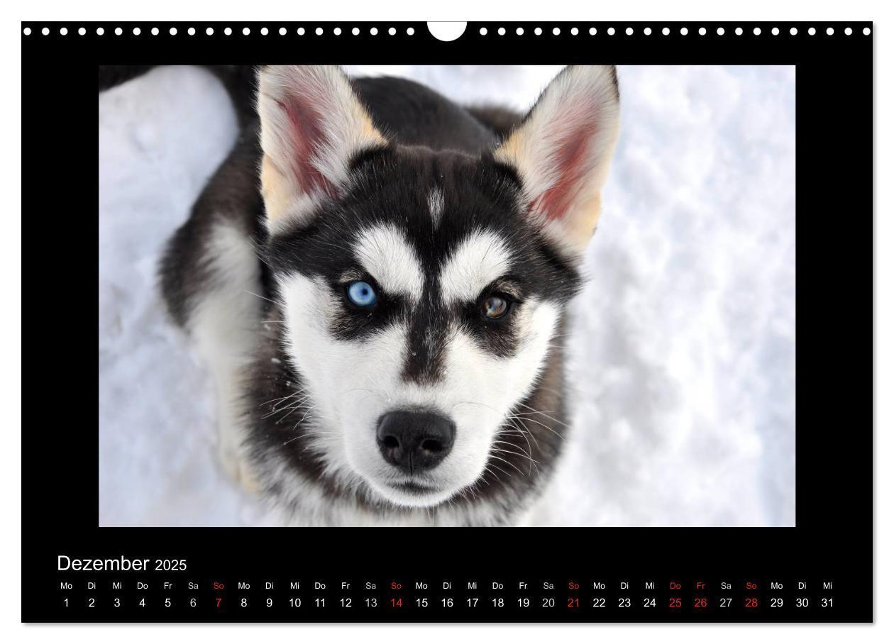 Bild: 9783435837342 | Husky-Kalender (Wandkalender 2025 DIN A3 quer), CALVENDO...