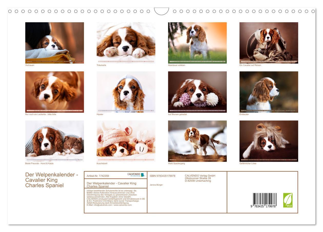 Bild: 9783435179978 | Der Welpenkalender - Cavalier King Charles Spaniel (Wandkalender...