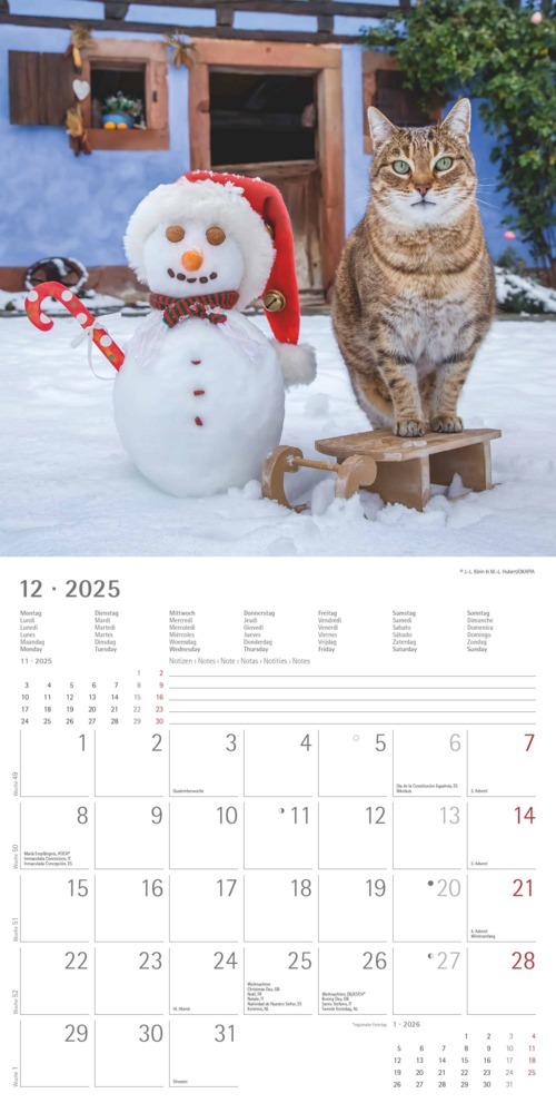 Bild: 4251732340827 | Alpha Edition - Funny Cats 2025 Broschürenkalender, 30x30cm,...