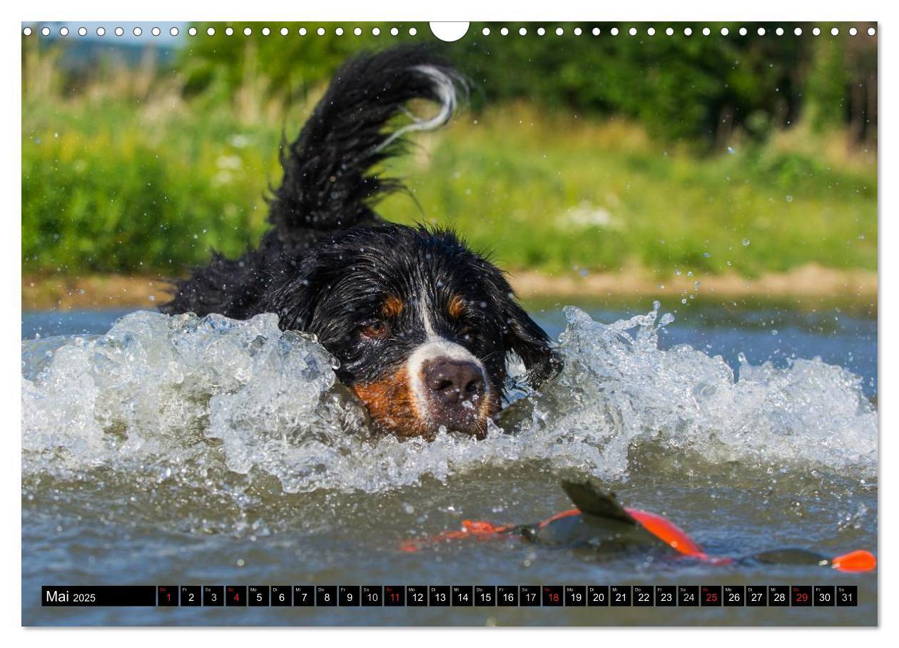 Bild: 9783435578689 | Berner Sennenhunde in Action (Wandkalender 2025 DIN A3 quer),...