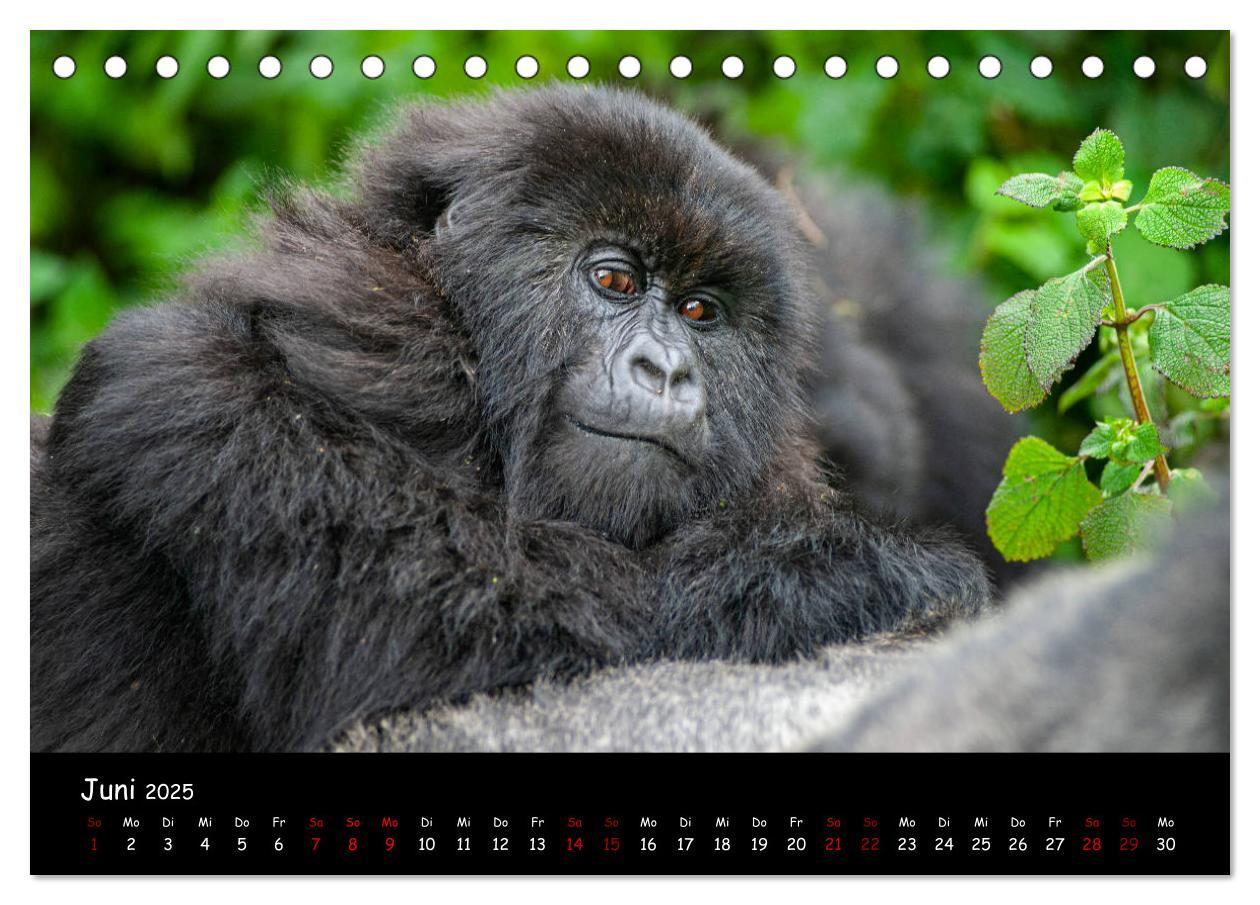 Bild: 9783435118700 | Berggorillas: die bedrohten Riesen (Tischkalender 2025 DIN A5...