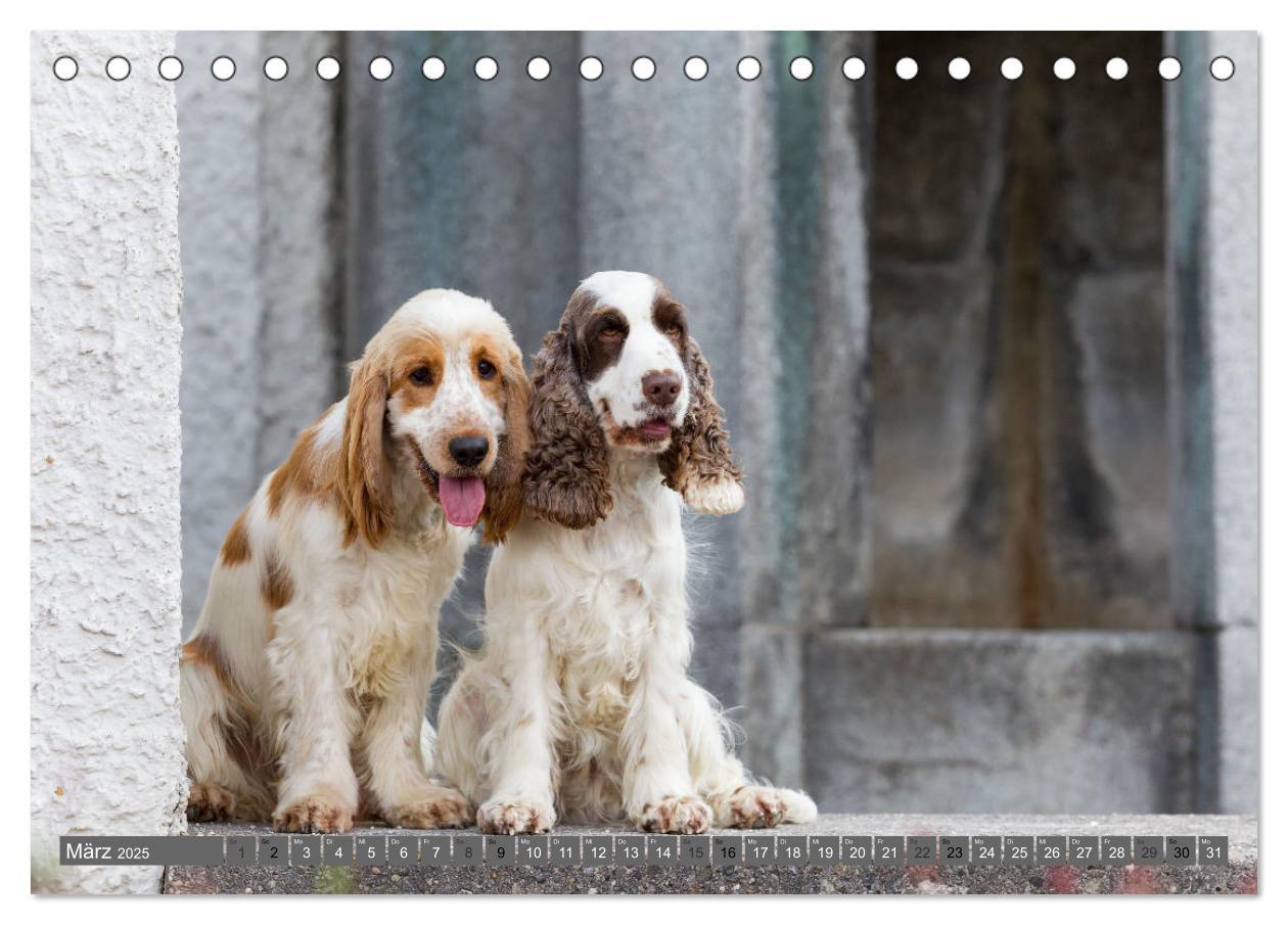 Bild: 9783435446605 | English Cocker Spaniels - Ein Spaziergang im Park (Tischkalender...