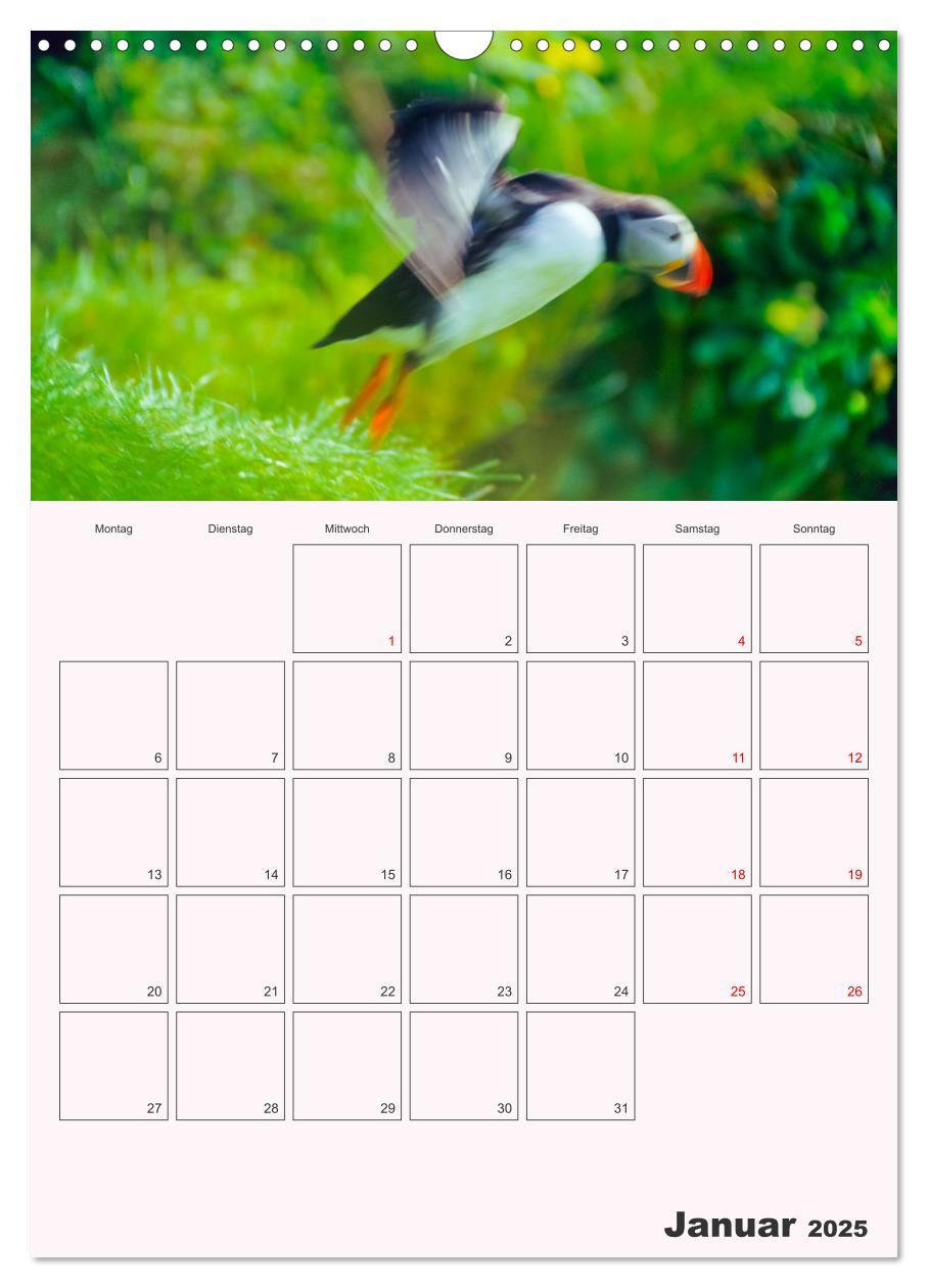 Bild: 9783435927296 | Papageitaucher Monatsplaner (Wandkalender 2025 DIN A3 hoch),...