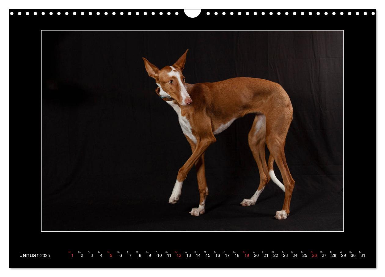 Bild: 9783435177226 | Windhunde - Schnelle Schönheiten (Wandkalender 2025 DIN A3 quer),...