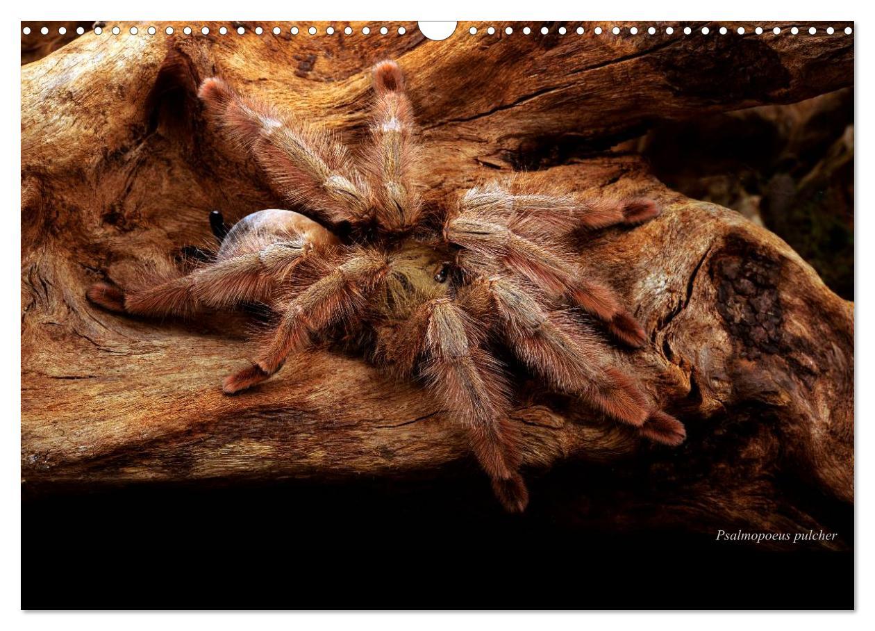 Bild: 9783435775866 | Vogelspinnen - Tarantulas (Wandkalender 2025 DIN A3 quer), CALVENDO...