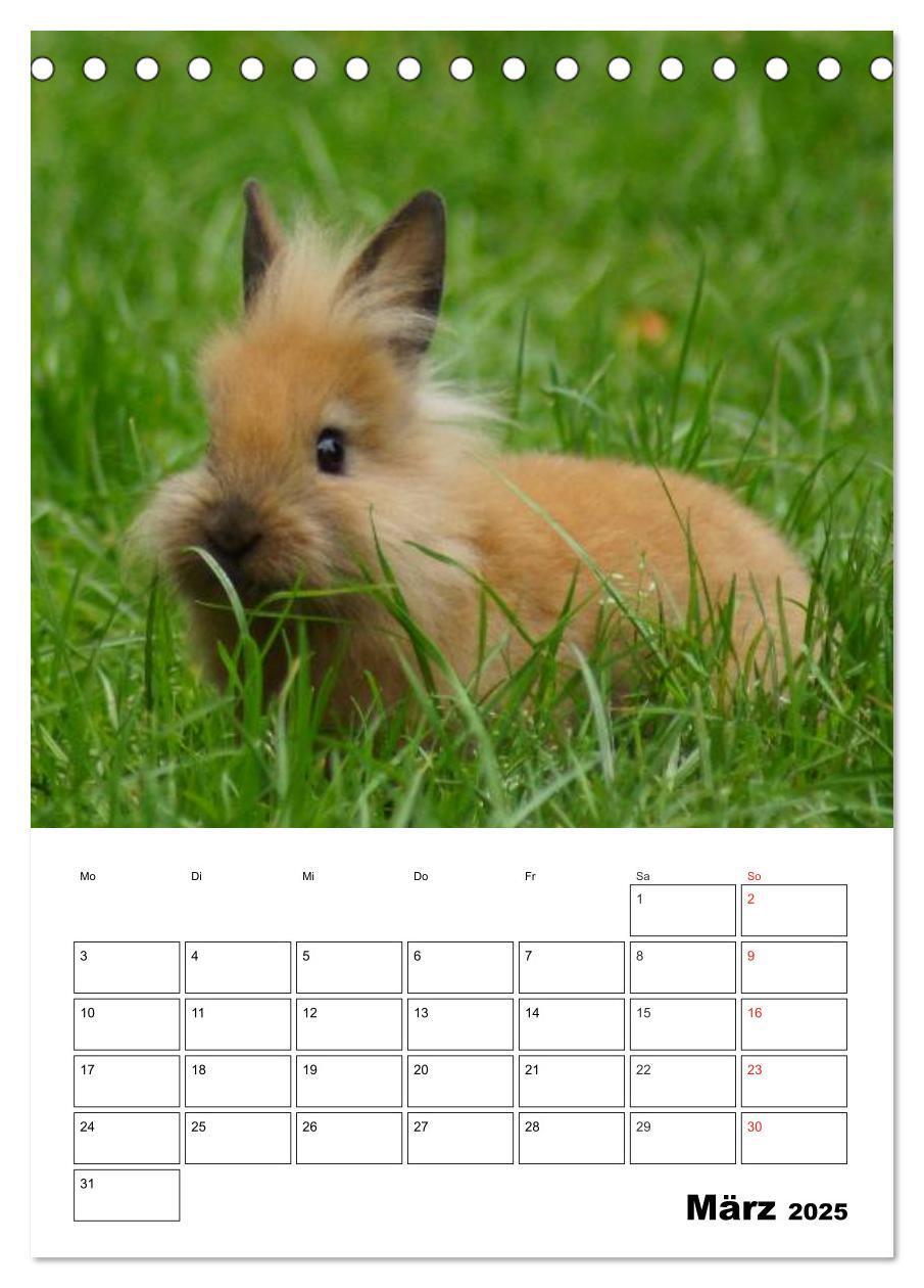 Bild: 9783457001233 | Kaninchen Terminplaner (Tischkalender 2025 DIN A5 hoch), CALVENDO...