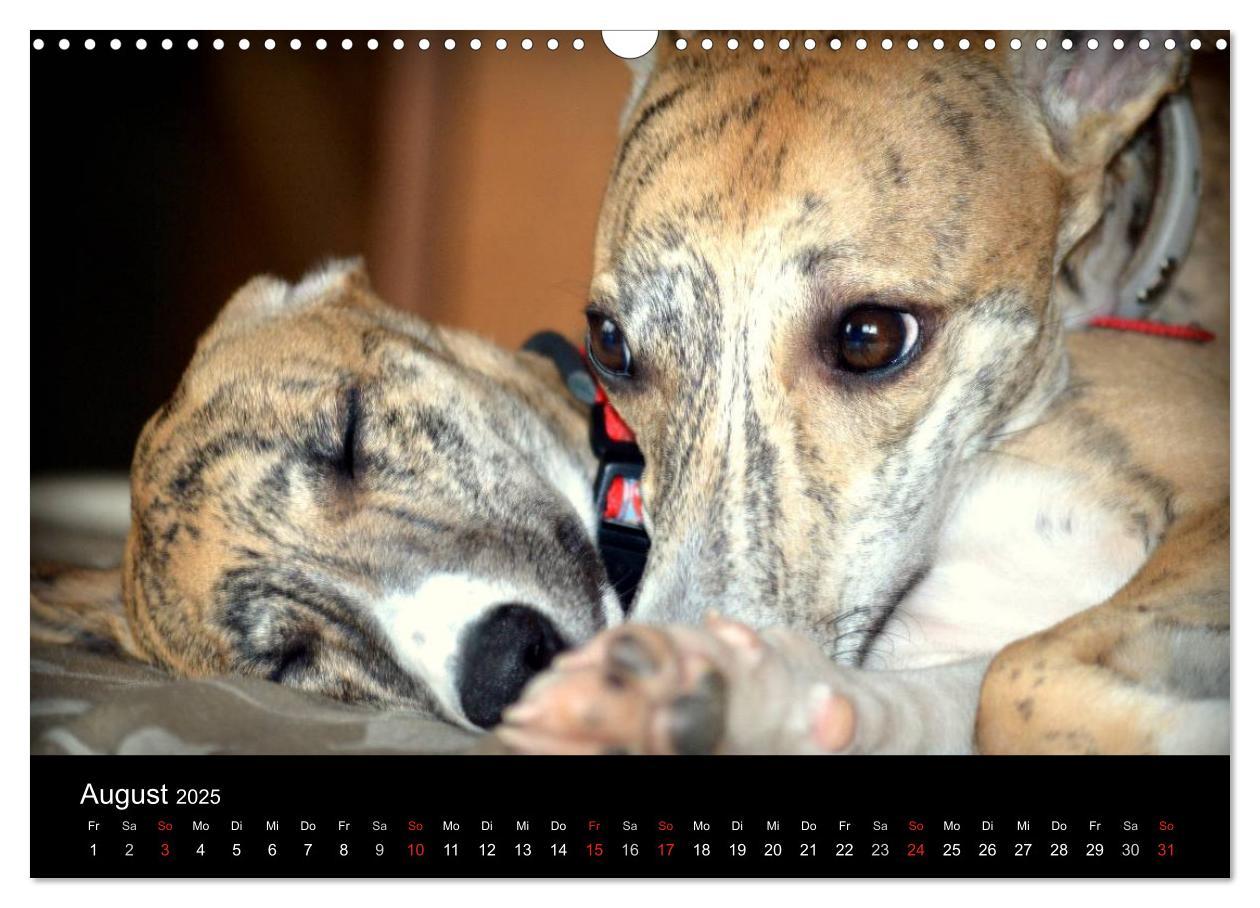 Bild: 9783435650798 | Whippet 2025 (Wandkalender 2025 DIN A3 quer), CALVENDO Monatskalender