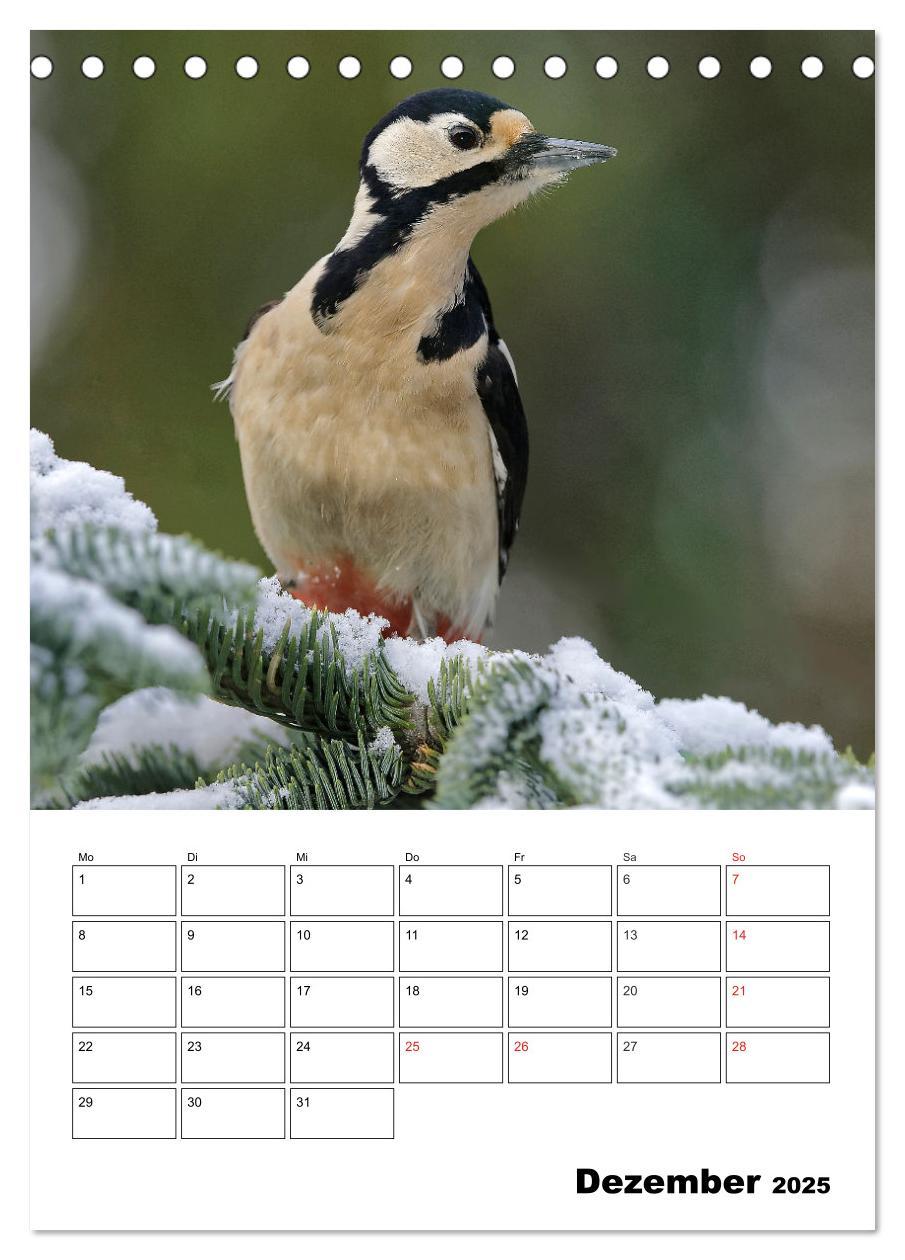 Bild: 9783457007334 | Bezaubernde Vögel im heimischen Garten (Tischkalender 2025 DIN A5...