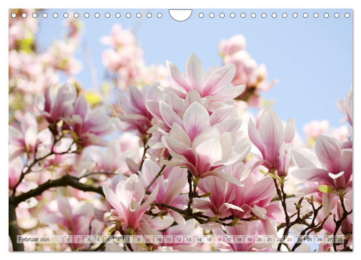 Bild: 9783435240357 | Magnolien Ein Blütenrausch (Wandkalender 2025 DIN A4 quer),...