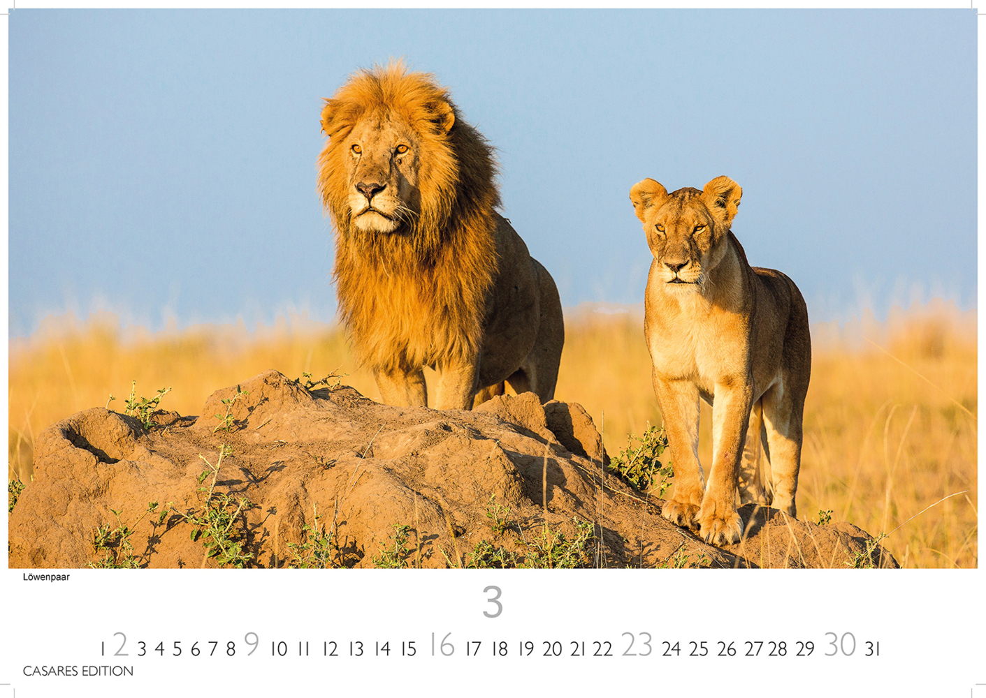 Bild: 9781835241257 | Big Cats 2025 S 24x35cm | Kalender | 14 S. | Deutsch | 2025