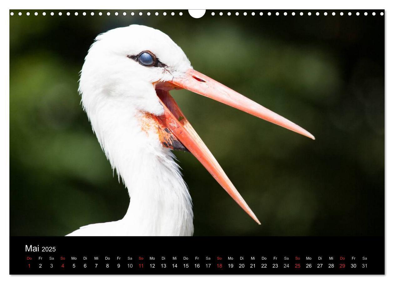 Bild: 9783435797493 | Tierkalender 2025 (Wandkalender 2025 DIN A3 quer), CALVENDO...