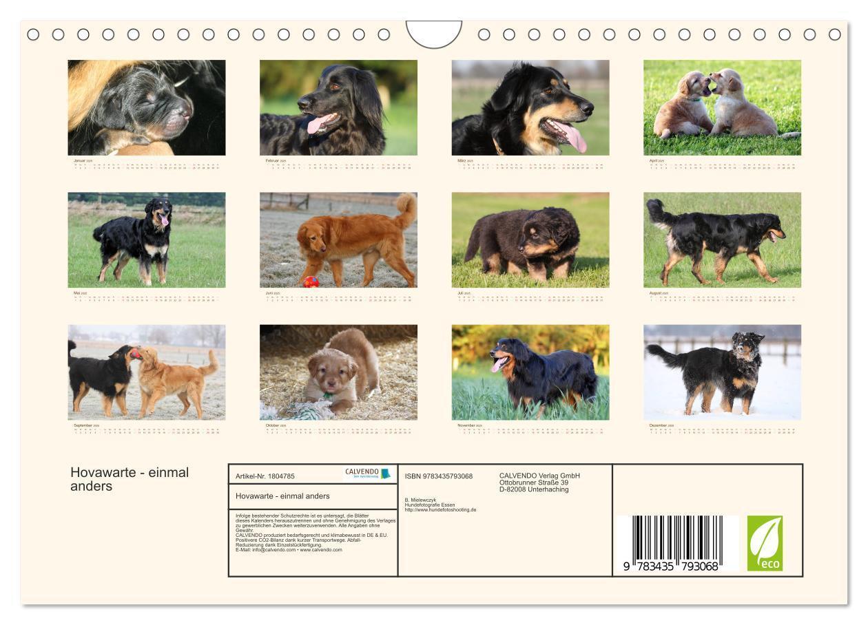 Bild: 9783435793068 | Hovawarte - einmal anders (Wandkalender 2025 DIN A4 quer), CALVENDO...