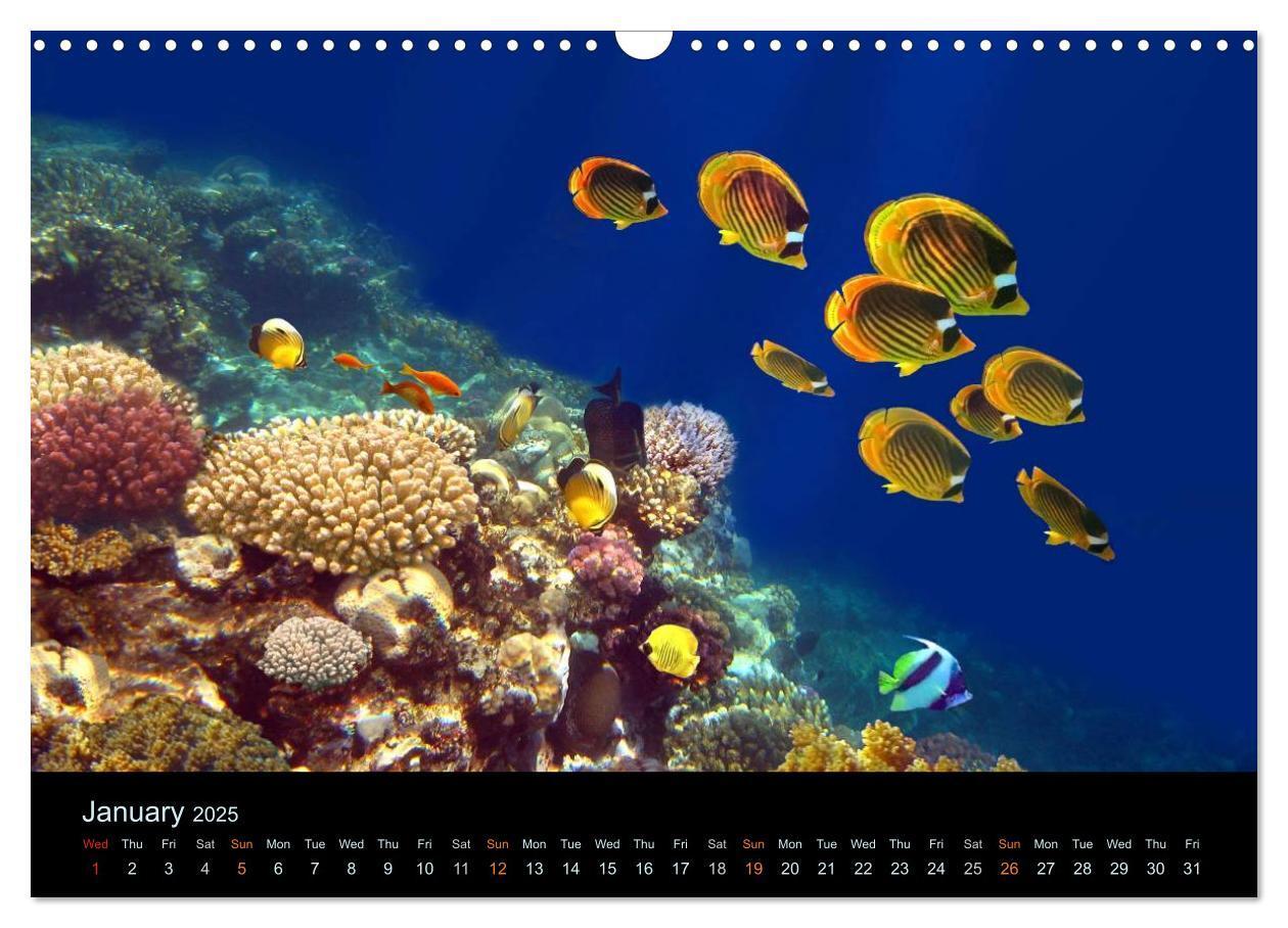 Bild: 9781325959273 | Water Dreams-journey through the sea (Wall Calendar 2025 DIN A3...