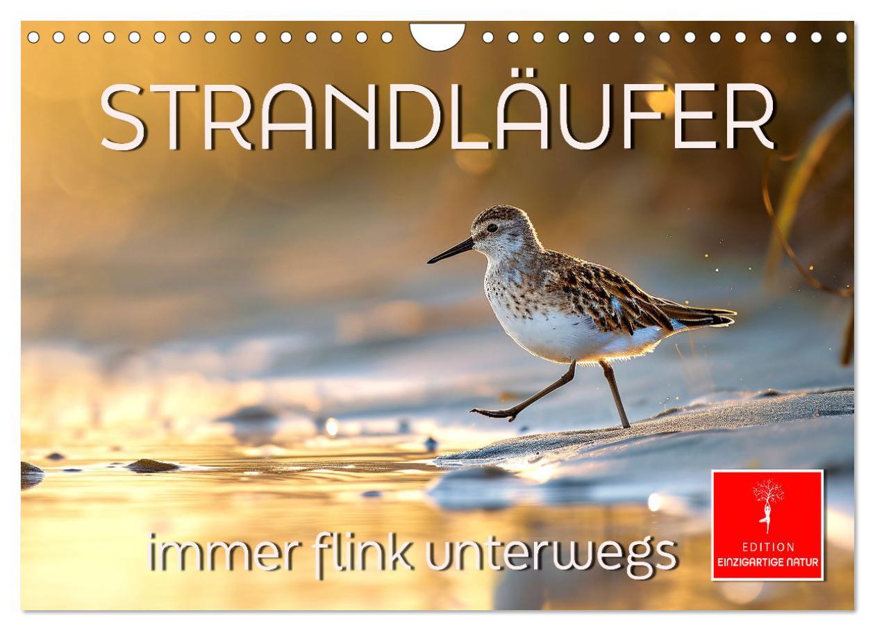 Cover: 9783383768354 | Strandläufer - immer flink unterwegs (Wandkalender 2025 DIN A4...