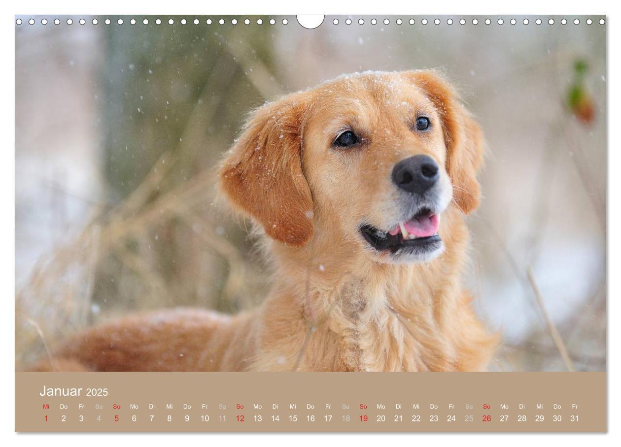 Bild: 9783435743827 | Golden Retriever (Wandkalender 2025 DIN A3 quer), CALVENDO...