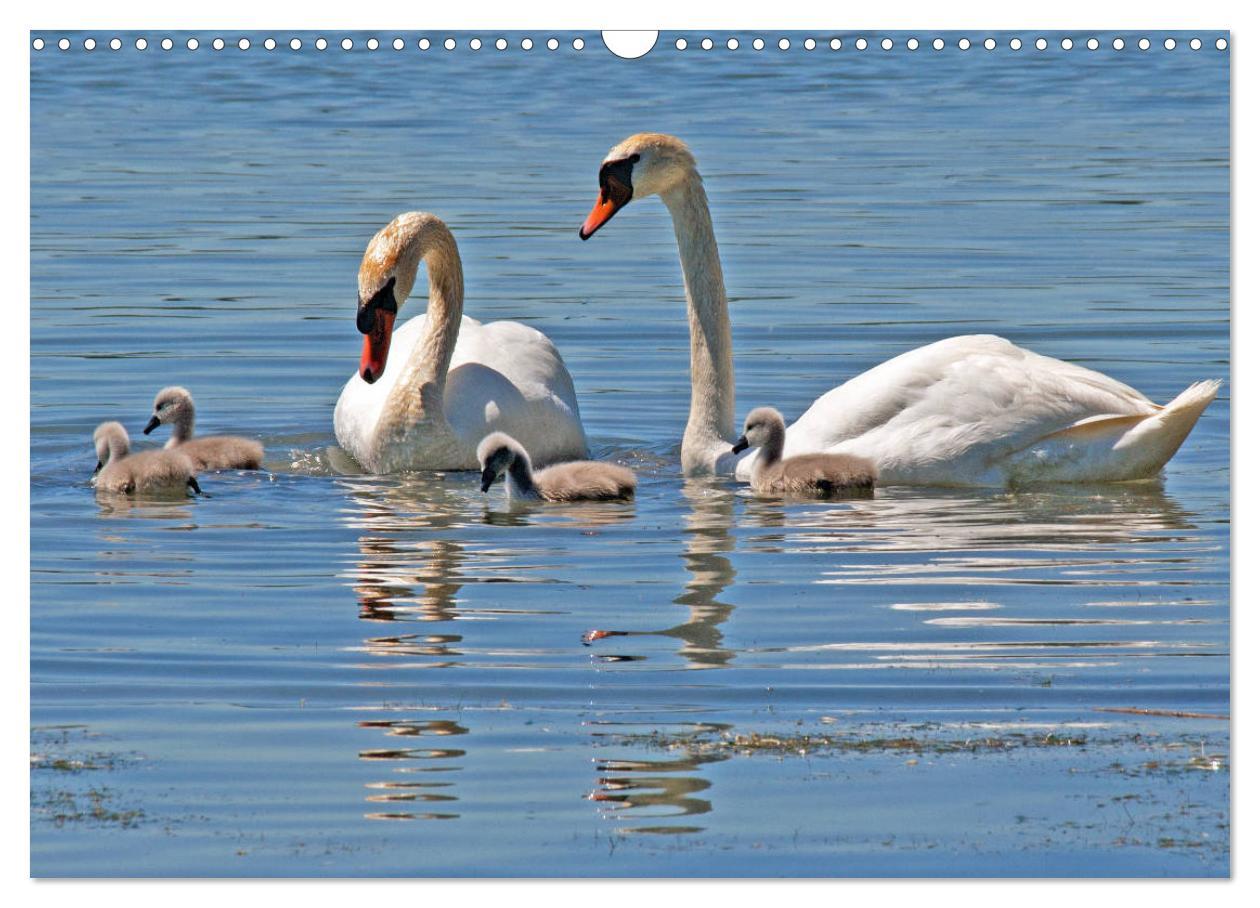 Bild: 9783435182671 | Chiemsee - Sommerferien am bayrischen Meer (Wandkalender 2025 DIN...