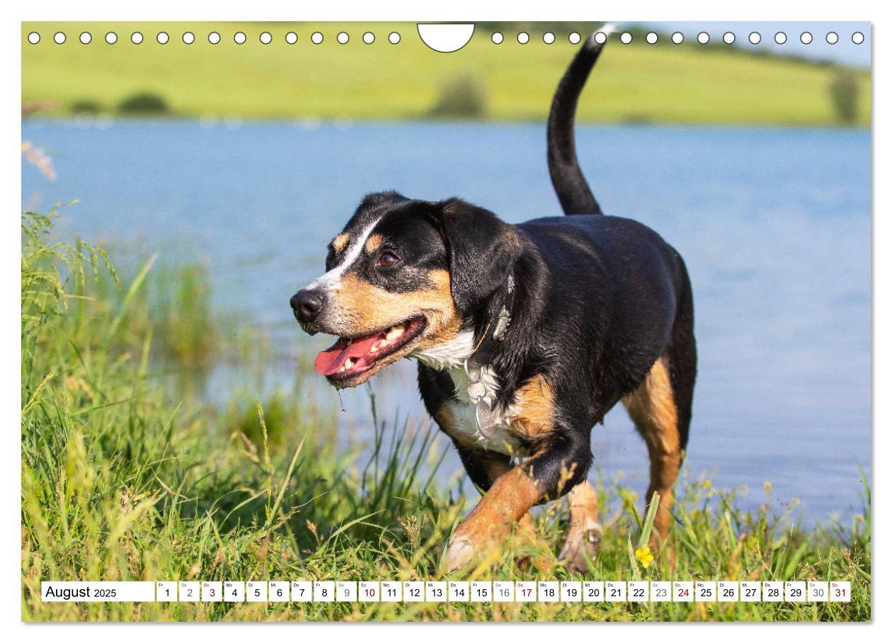 Bild: 9783435313518 | Mein bester Freund - Entlebucher Sennenhund (Wandkalender 2025 DIN...