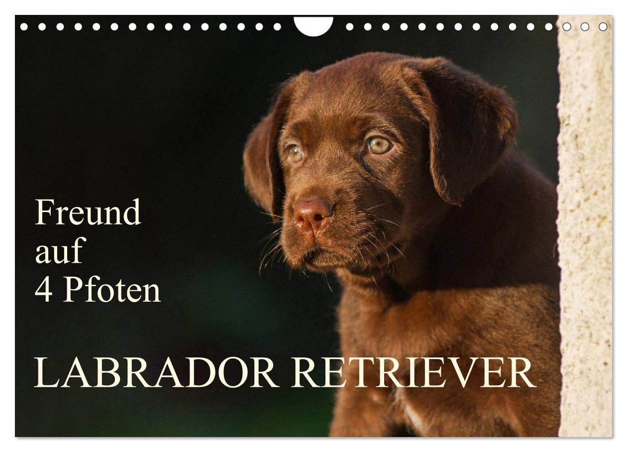 Cover: 9783435313037 | Freund auf 4 Pfoten - Labrador Retriever (Wandkalender 2025 DIN A4...