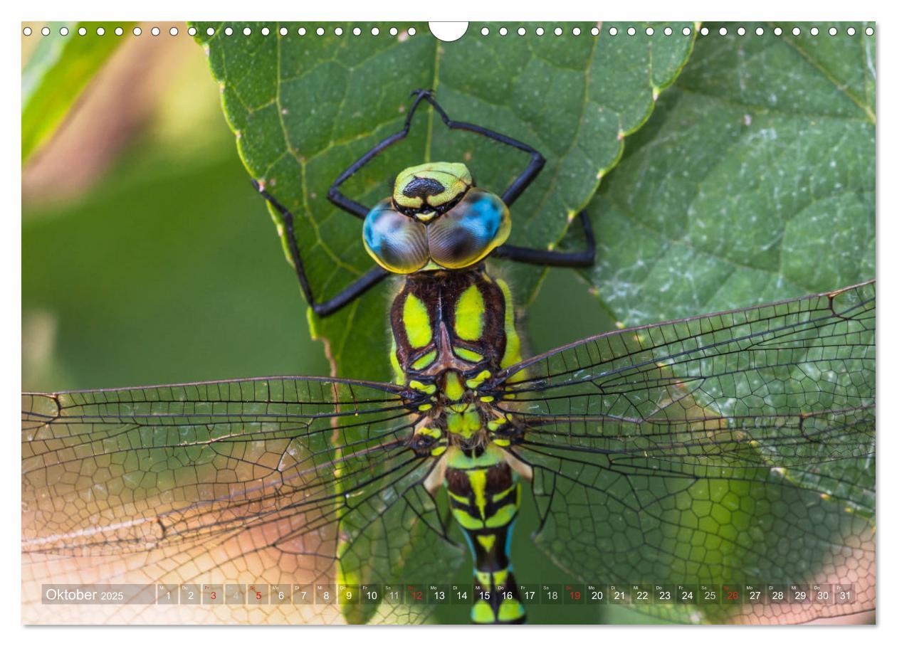 Bild: 9783435717552 | Libellen - Fliegende Edelsteine (Wandkalender 2025 DIN A3 quer),...